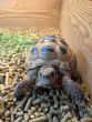 Horsfield : Male approx 15 years old )Pukka)